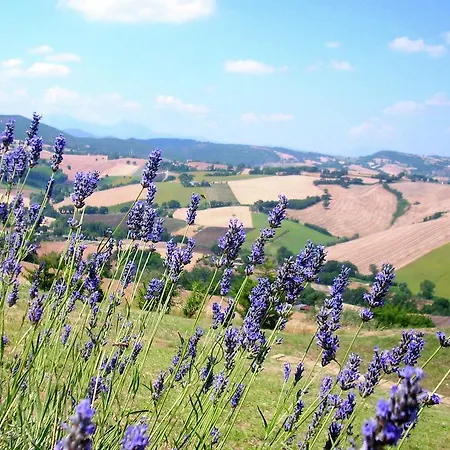 Campanile Arcevia
